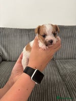 Mixed Breed dogs - Advert 4