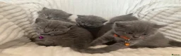 British Shorthair cats for sale: 💙 British shorthair 💙 - Advert 1