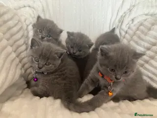 British Shorthair cats 💙 British shorthair 💙 - Advert 5