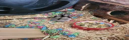 Hamster rodents for sale: Russian Dwarf Hamster With Cage in Wembley - Advert 5