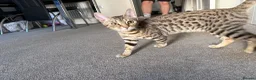 Bengal cats for sale: Bengal Kitten Looking for a Loving New Home 🐾💗 - Advert 3