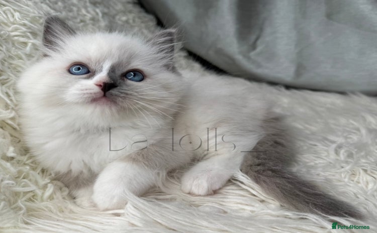 Ragdoll cats - Advert 15