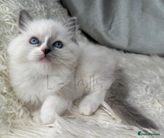 Ragdoll cats Only Two Kittens Available ready to go 🐾 - Advert 5