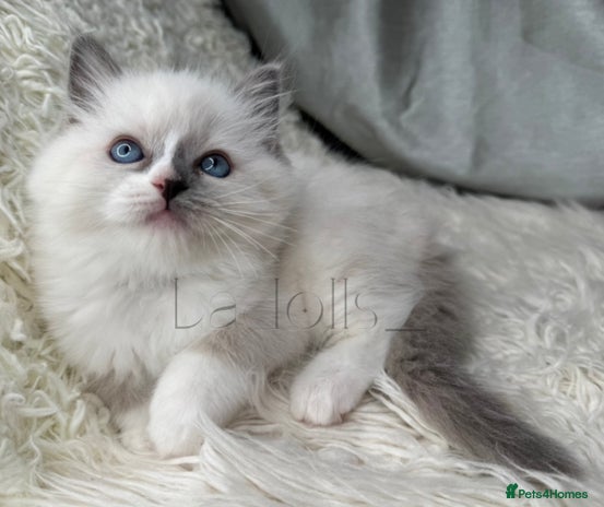 Ragdoll cats - Advert 15