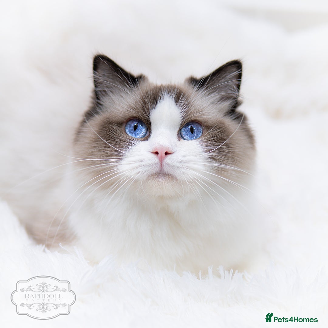 Ragdoll cats for sale: Ragdoll Bicolor Kitten Boy LRCA TICA - Advert 1
