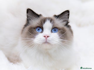 Ragdoll cats Ragdoll Bicolor Kitten Boy LRCA TICA - Advert 2