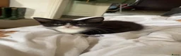 Mixed Breed cats for sale: Mixed breed kittens  - Advert 7