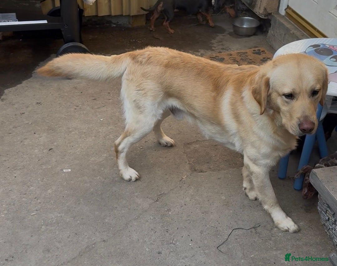 Labrador Retriever dogs for sale: Milo seeking forever home - Advert 2