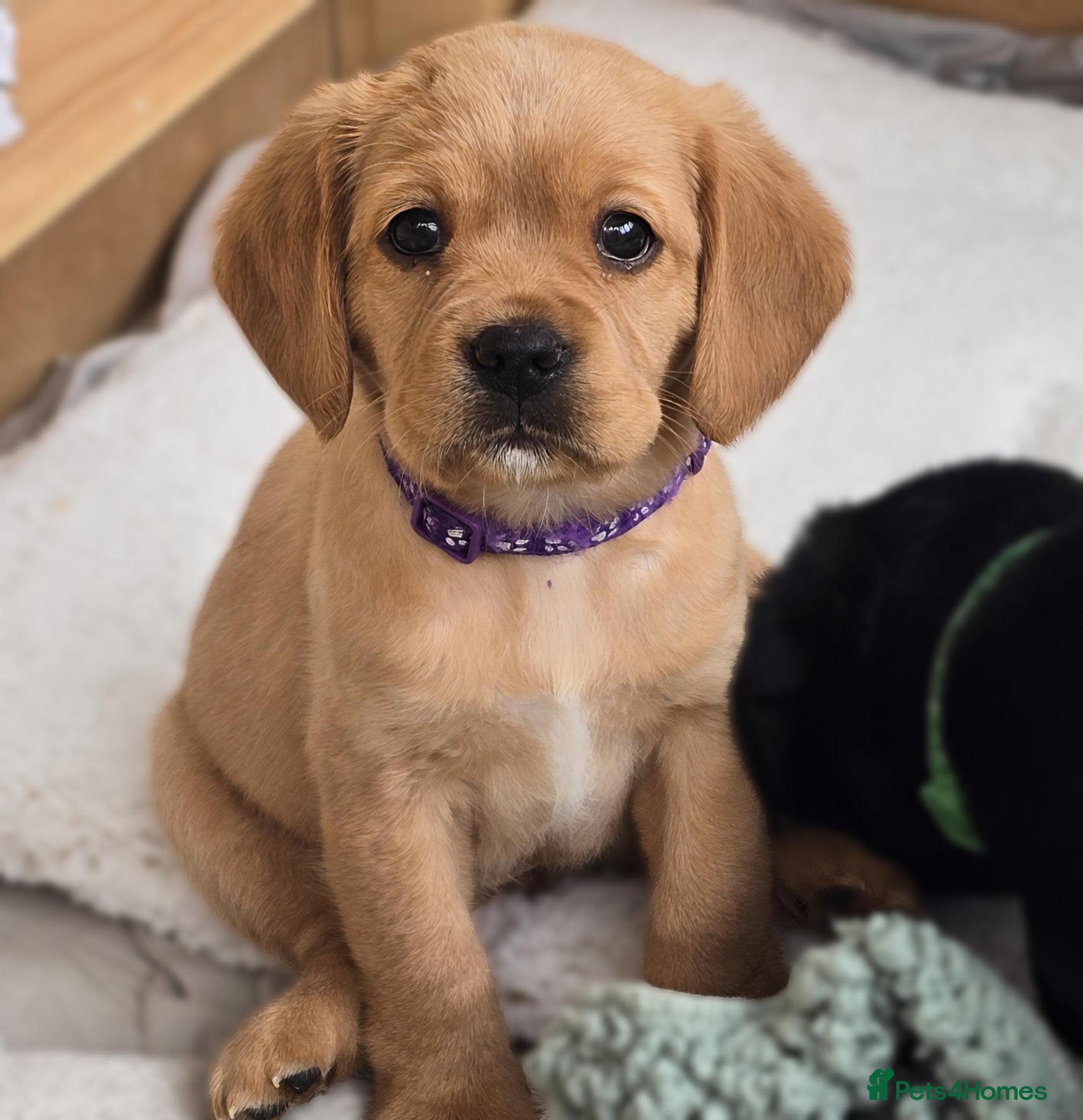 Mixed Breed dogs for sale: Cavador! Rare Ready 2 leave. 1 beautiful boy left. - Advert 15