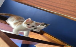 Mixed Breed cats for sale: Heart-Marked & Beautiful Kittens Ready - Image 3