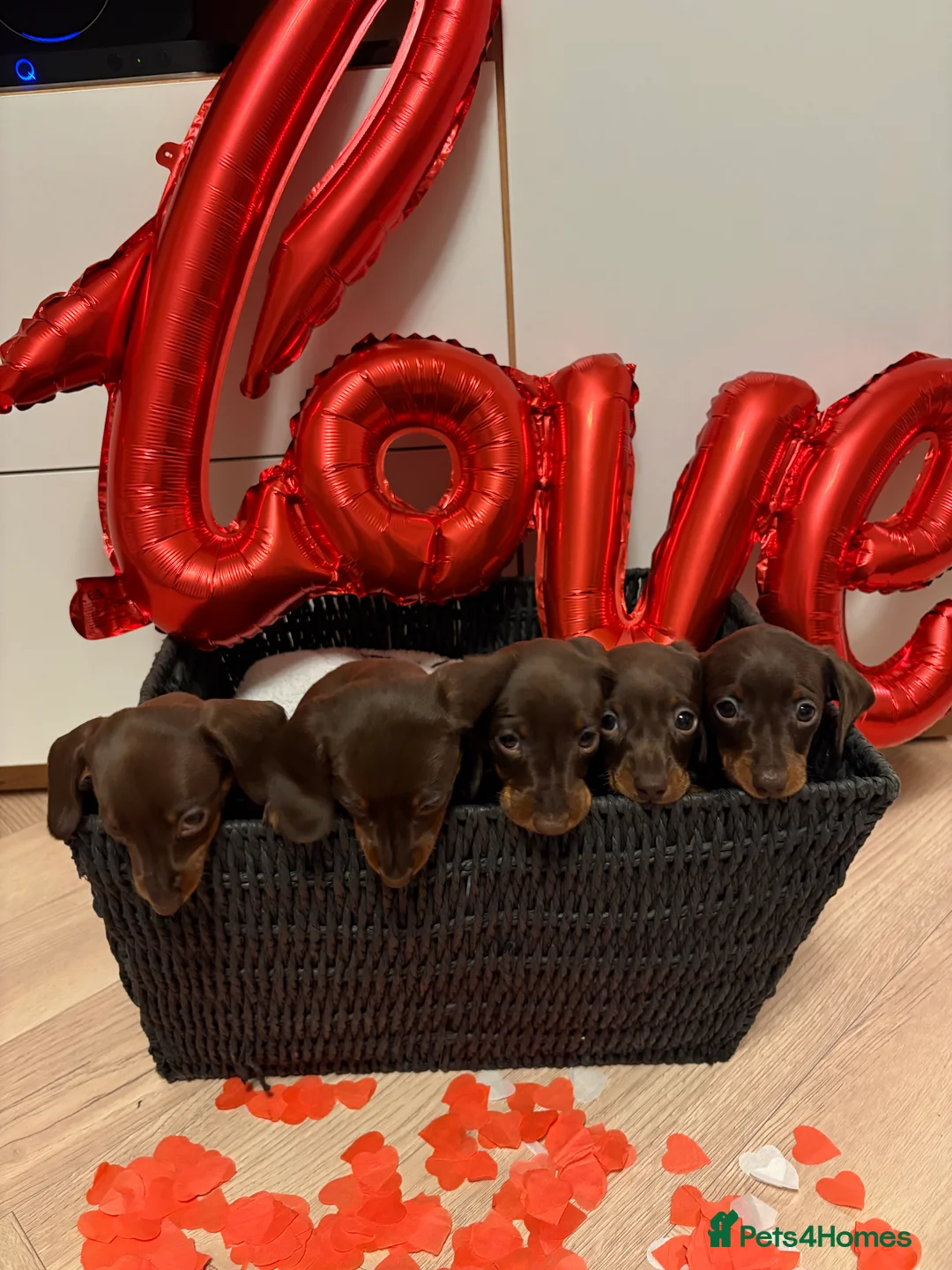 Miniature Dachshund dogs for sale: Stunning miniature dachshunds - Advert 1