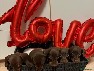 Miniature Dachshund dogs Stunning miniature dachshunds - Advert 5