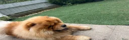 Chow Chow dogs for stud: Male chow stud  - Advert 2