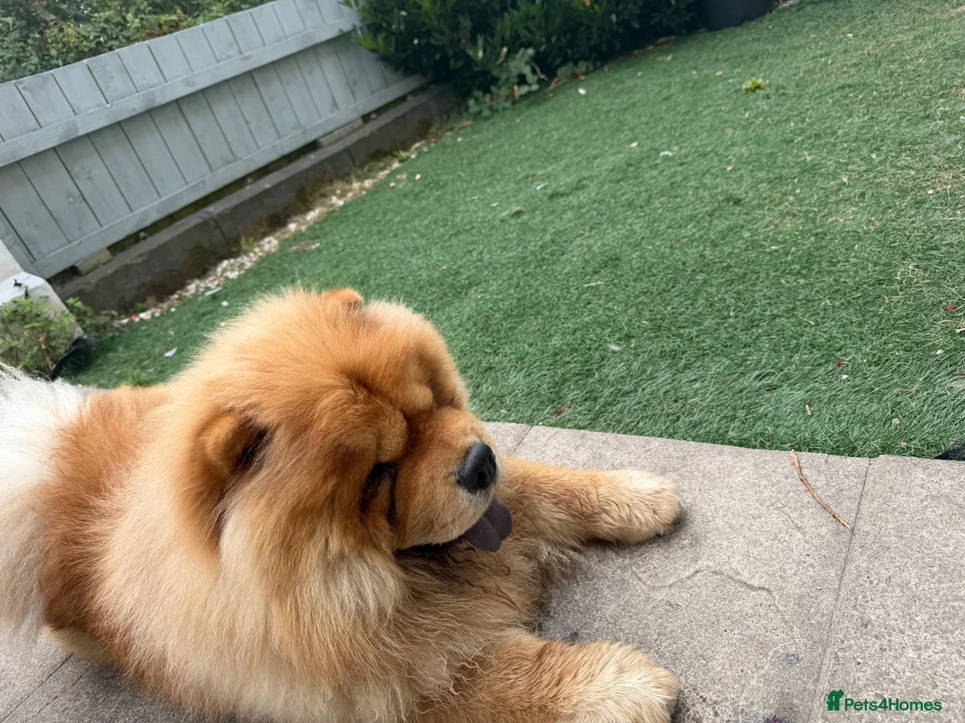 Chow Chow dogs for stud: Male chow stud  - Advert 2