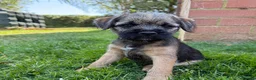 Border Terrier dogs for sale: KC Border Terriers  in Doncaster - Advert 10