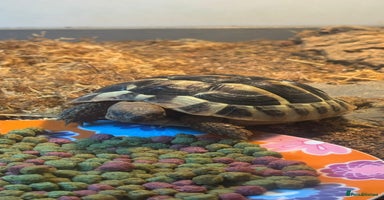 Hermann Tortoise reptiles - Advert 3