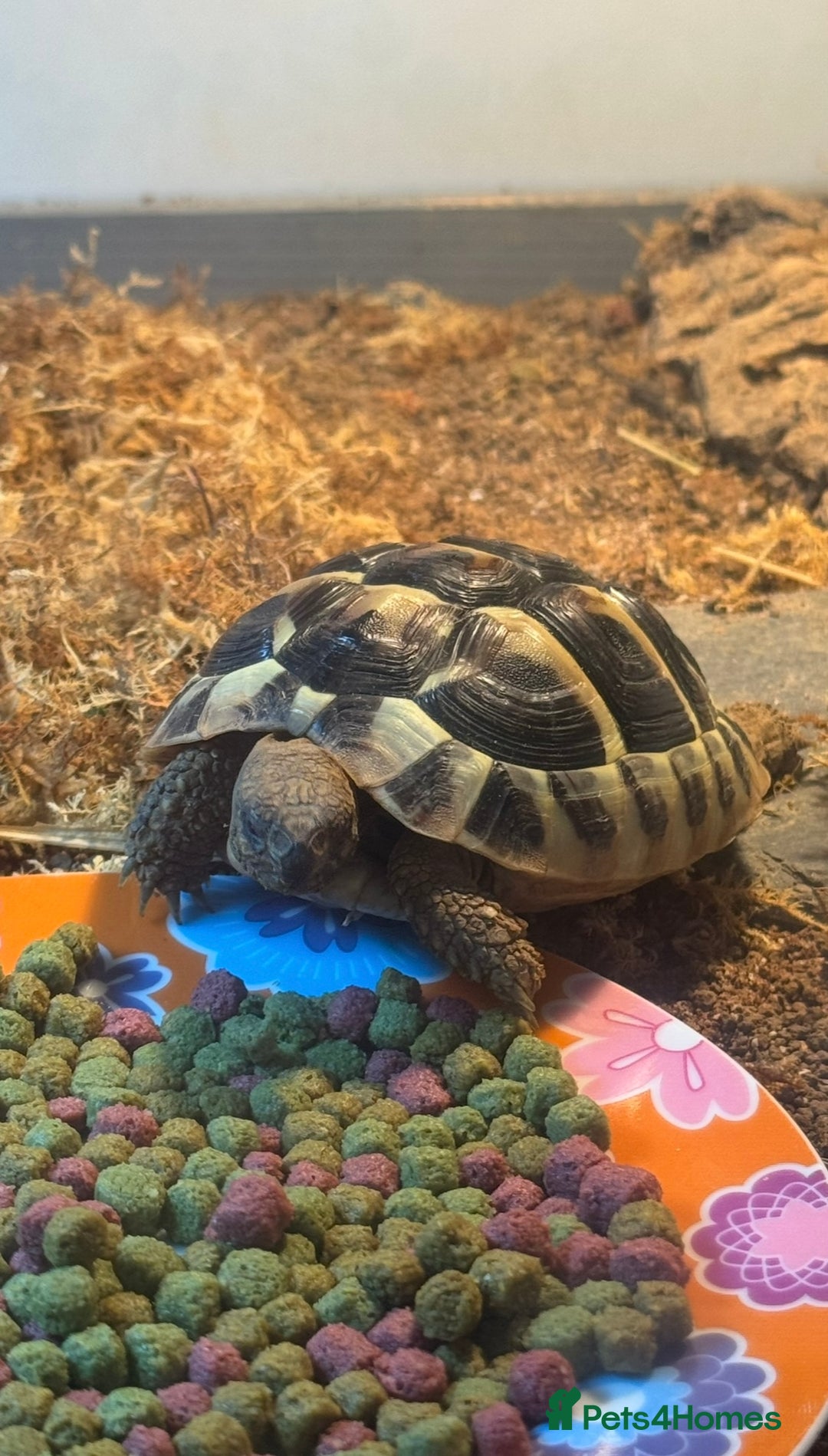 Hermann Tortoise reptiles for sale: Herman’s tortoise for sale  - Image 3