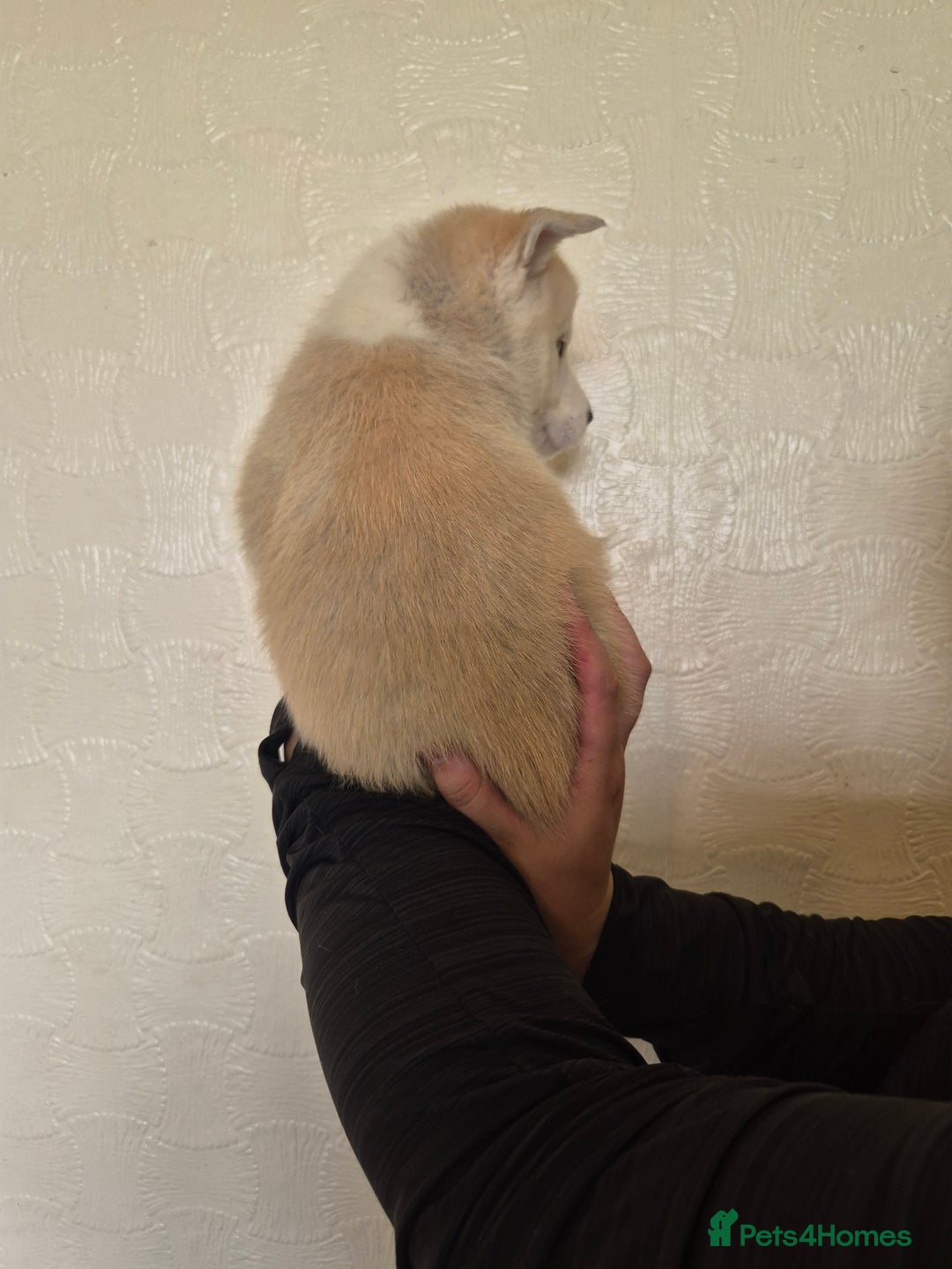 Siberian Husky dogs for sale: Beautiful Husky Looking for Their Forever Homes - Advert 15