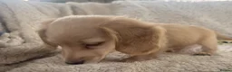 Miniature Dachshund dogs for sale: KC Longhaired Cream Miniature Dachshund Puppies - Advert 20