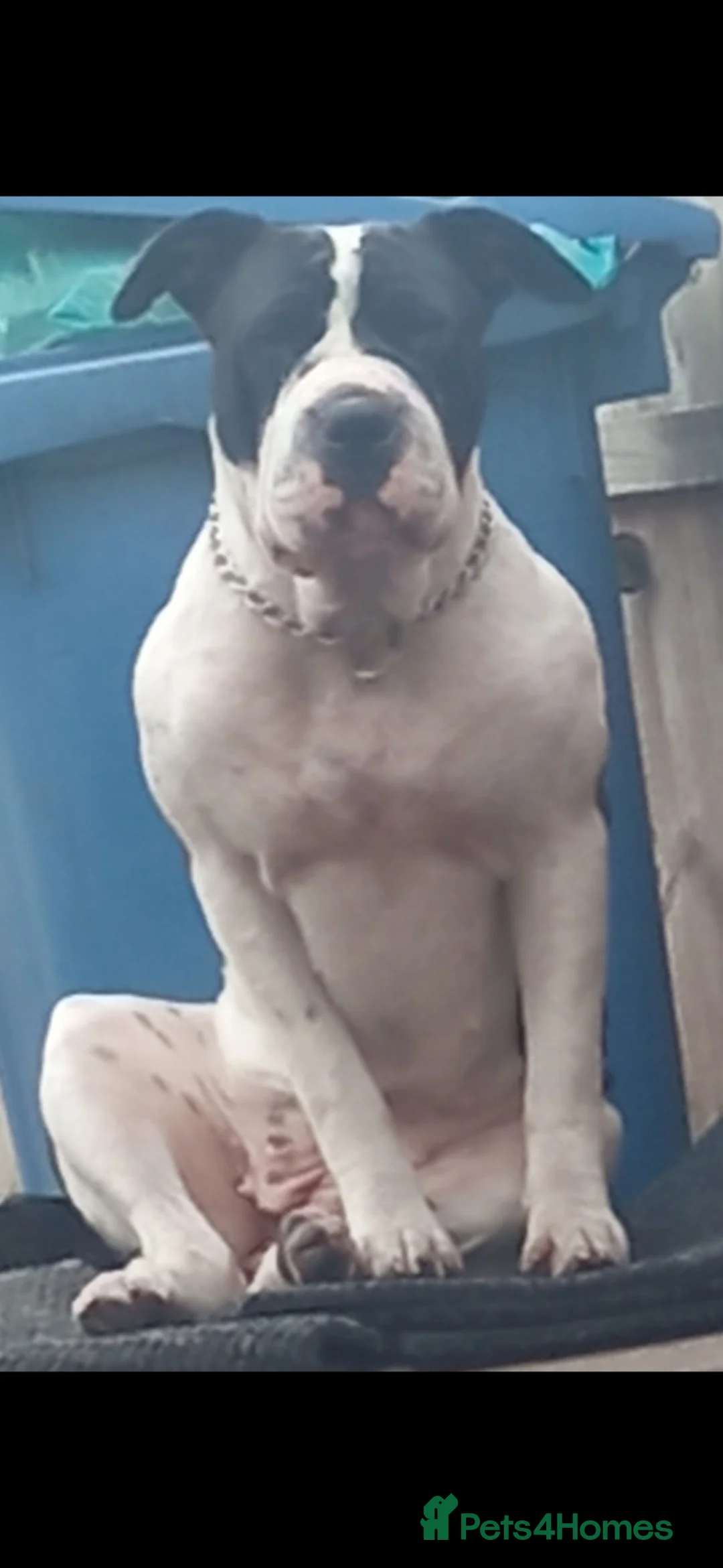 Mixed Breed dogs for sale: Bullpei x American bulldog pups in Scunthorpe - Advert 1