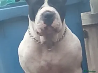 Mixed Breed dogs Bullpei x American bulldog pups - Advert 1