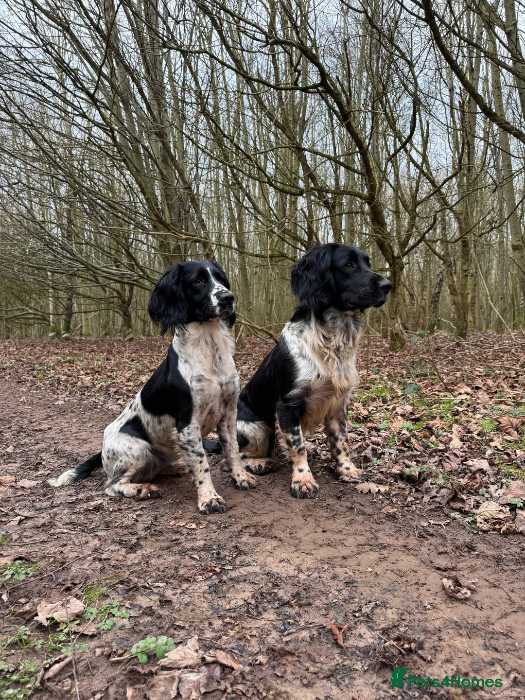 English Springer Spaniel dogs for stud: Old fashion stamp Springer available for stud - Advert 3