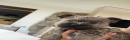 Cairn Terrier dogs for sale: Sweetest Little KC Reg Cairn Terrier Puppies.  - Advert 11