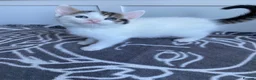 Mixed Breed cats for sale: Two gorgeous kittens left! - Advert 1
