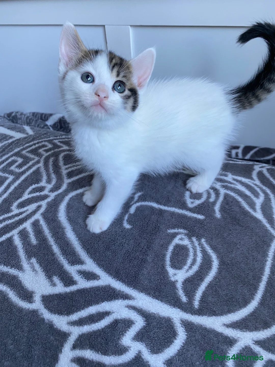 Mixed Breed cats for sale: Two gorgeous kittens left! - Advert 1