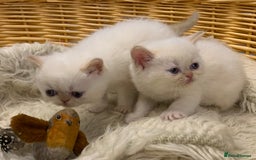 Persian cats for sale: Exotic persians  - Image 23
