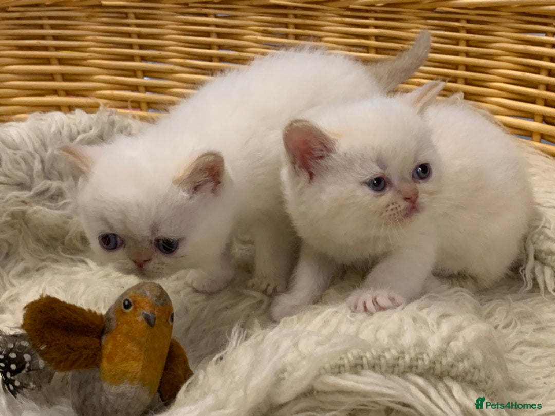 Persian cats for sale: Exotic persians  - Image 23