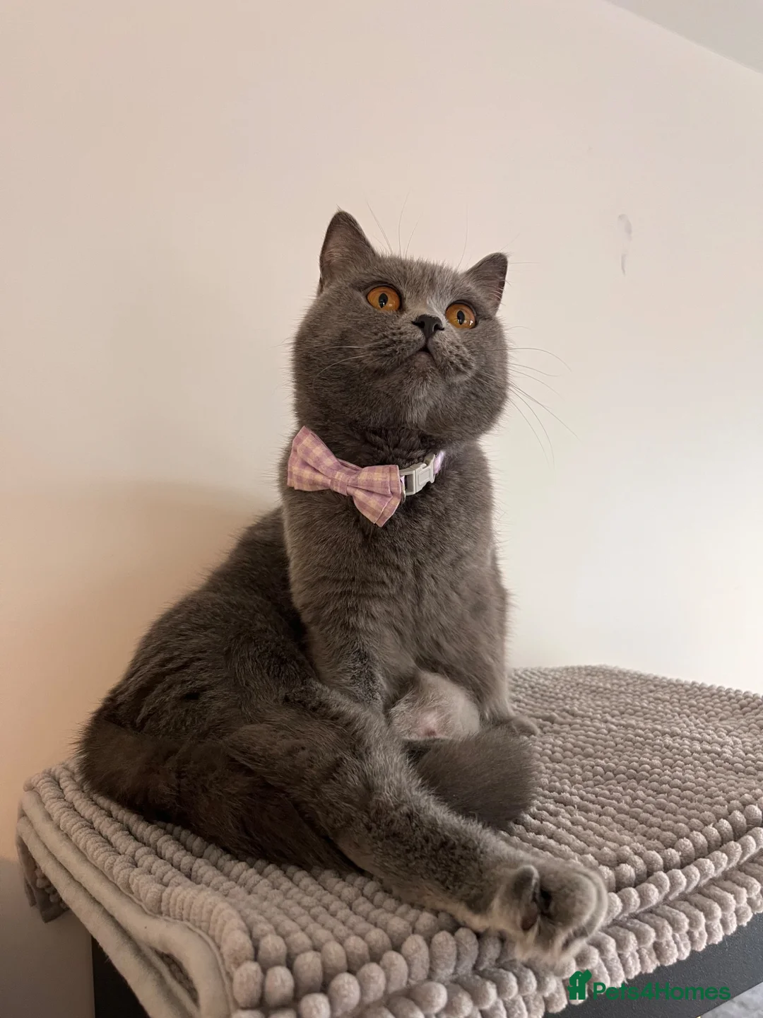British Shorthair cats for sale: British Shorthair Boy 💙 - Advert 5