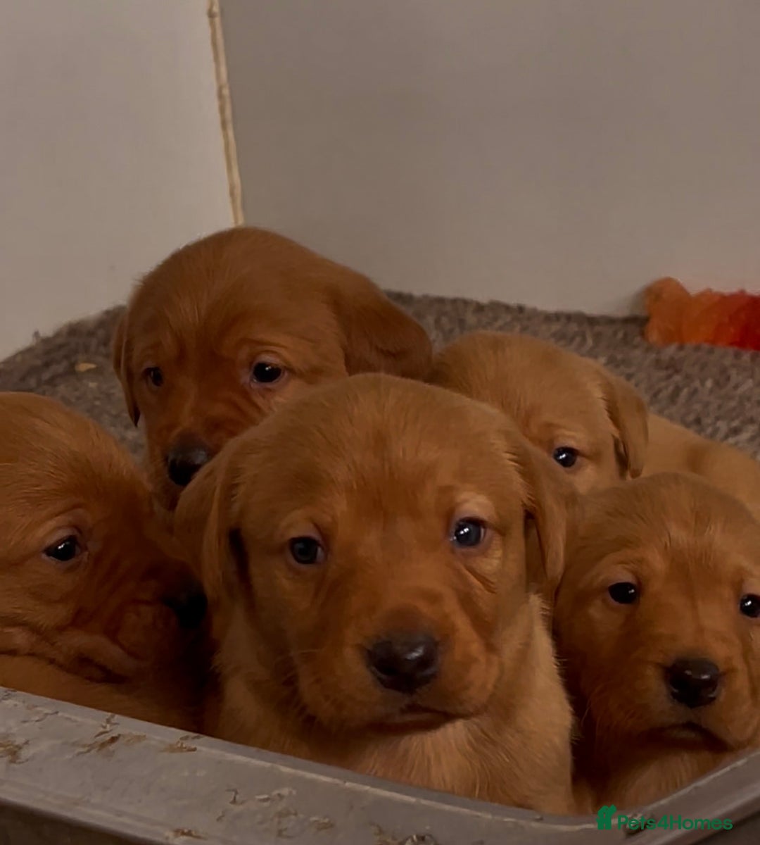 Labrador Retriever dogs for sale: KC Reg Fox Red Labrador Puppies Health Tested - Advert 1