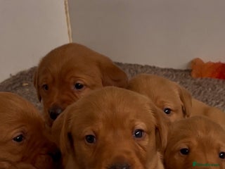 Labrador Retriever dogs KC Reg Fox Red Labrador Puppies Health Tested - Advert 1