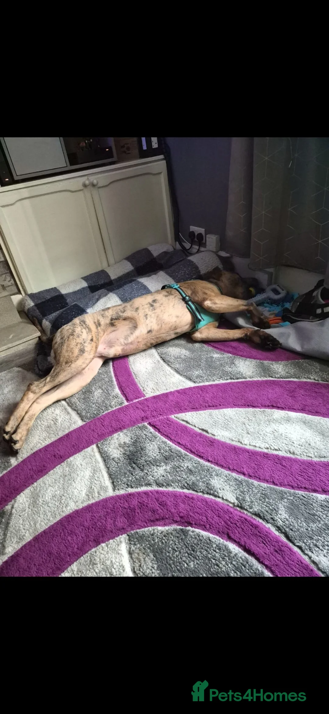 Mixed Breed dogs for sale: Mastiff mix lookikg for forever home - Advert 2