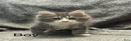 Maine Coon cats for sale: 6 beautiful mainecoon kittens  - Advert 8
