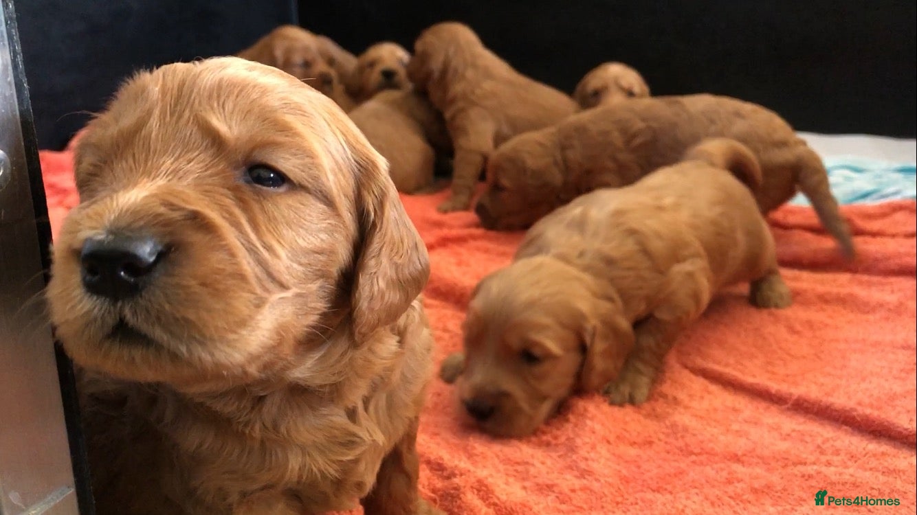 Mini Goldendoodle dogs Fox Red F1 Miniature Goldendoodle 100% DNA Clear - Advert 2
