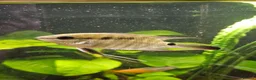 Cichlids fish for sale: 2 Festivum cichlid fish - Advert 9