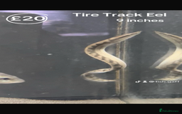 Catfish fish for sale: Fish for sale  - Image 10