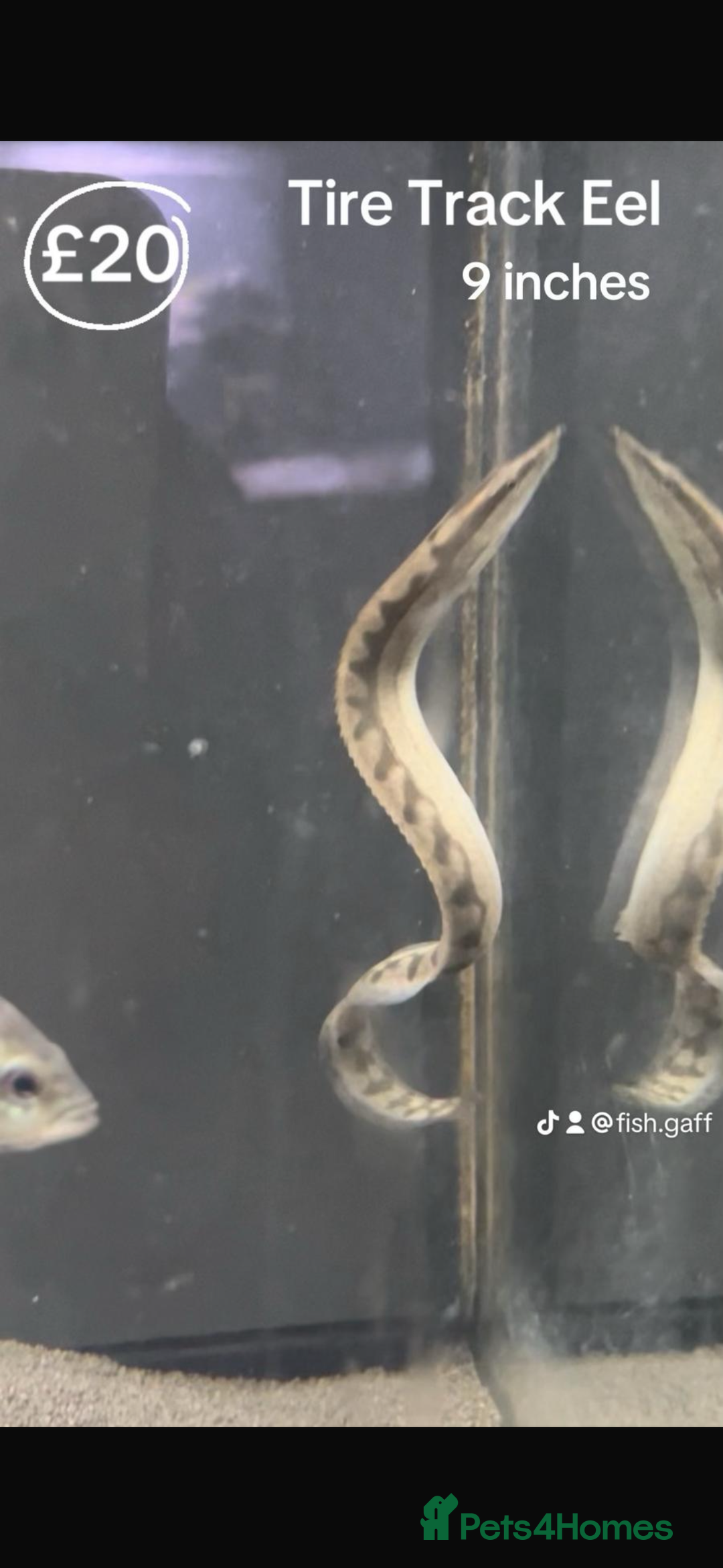 Catfish fish for sale: Fish for sale  - Image 10