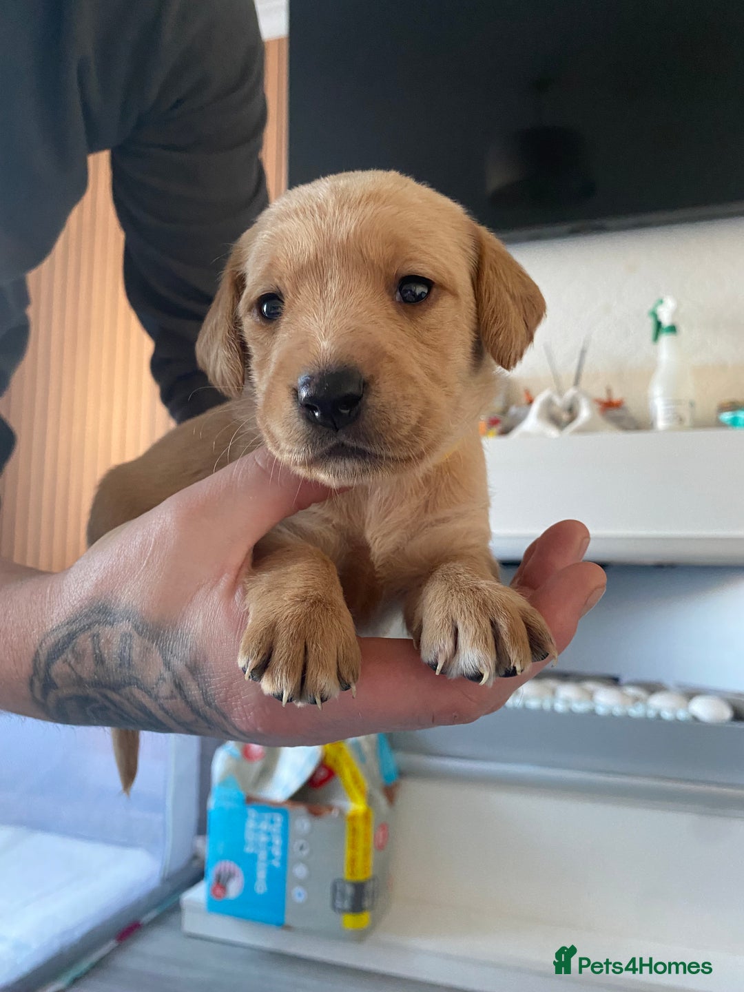 Springador dogs for sale: Labrador puppies - Advert 28