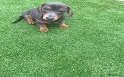 Miniature Dachshund dogs for sale: Miniture dachshund puppies - Image 39