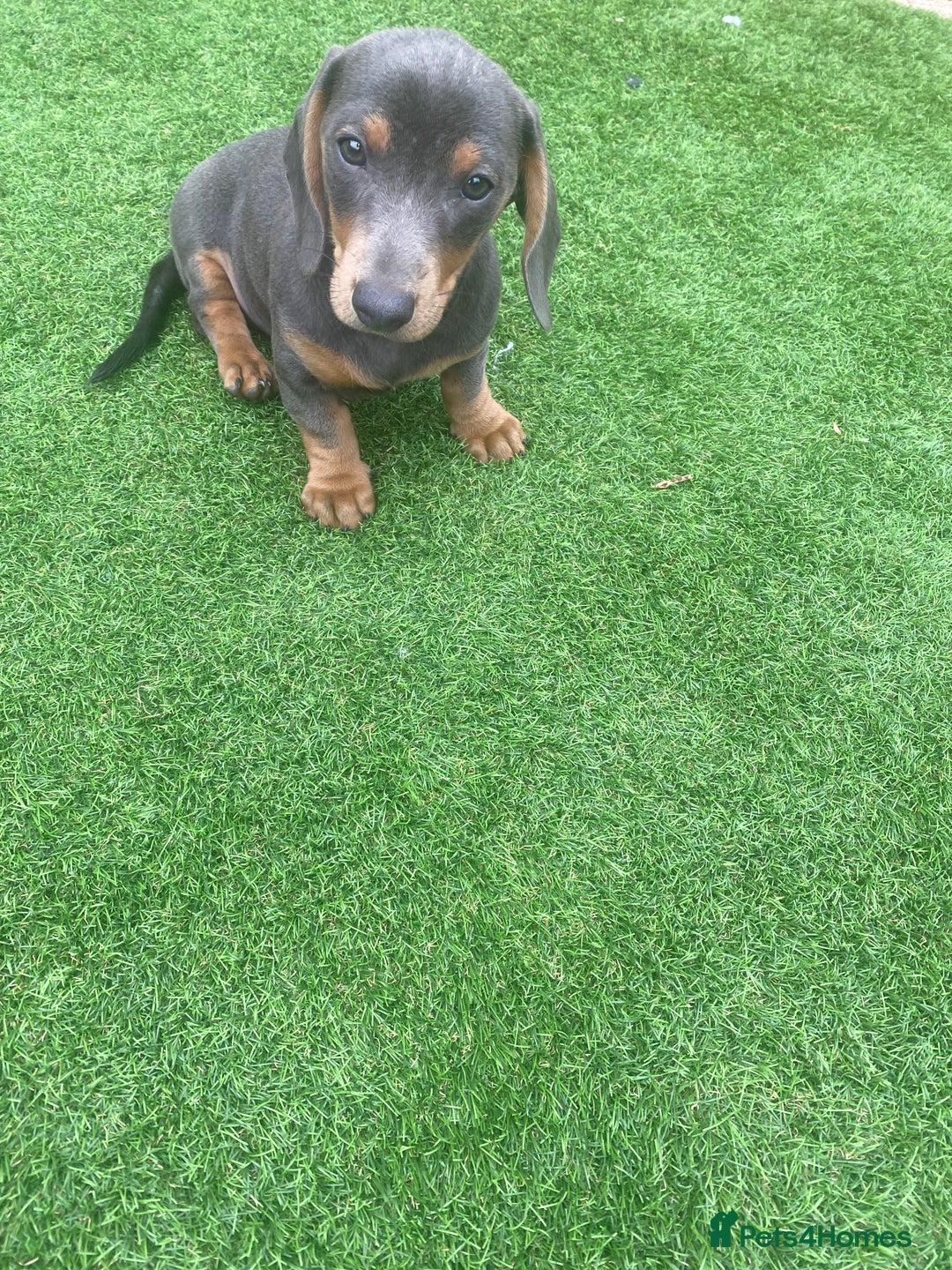 Miniature Dachshund dogs for sale: Miniture dachshund puppies - Image 39