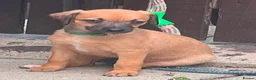 Mixed Breed dogs for sale: Beautiful F1 Bedlington Whippet  in Bradford - Advert 34