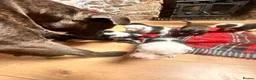 Mixed Breed dogs for sale: Collie x blue brindle American bulldog puppies in Insch - Advert 13