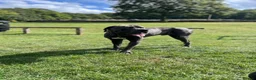 Cane Corso dogs for sale:  Cane Corso Boy Looking for His Forever Home 🏡❤️ - Advert 3