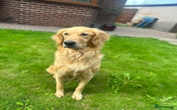 Golden Retriever dogs for sale: 6 year old adorable golden retriever  - Image 1