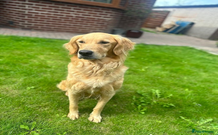 Golden Retriever dogs - Advert 4