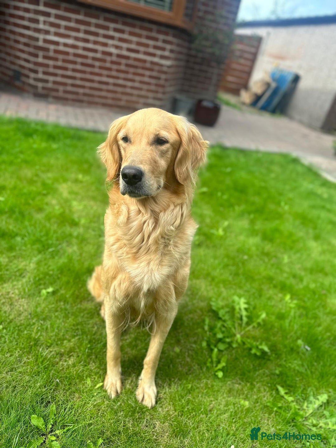 Golden Retriever dogs for sale: 6 year old adorable golden retriever  - Image 1