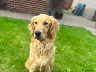 Golden Retriever dogs - Advert 11